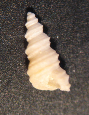 Turritella sp. juv.